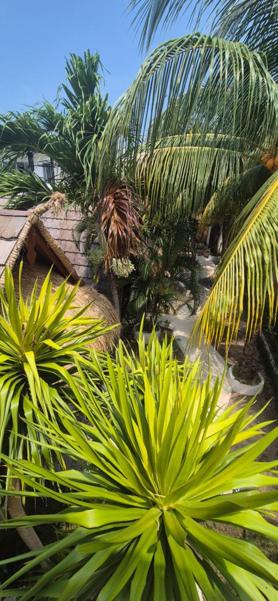 Tricky Trees Sunset Bungalows غيلي آير المظهر الخارجي الصورة